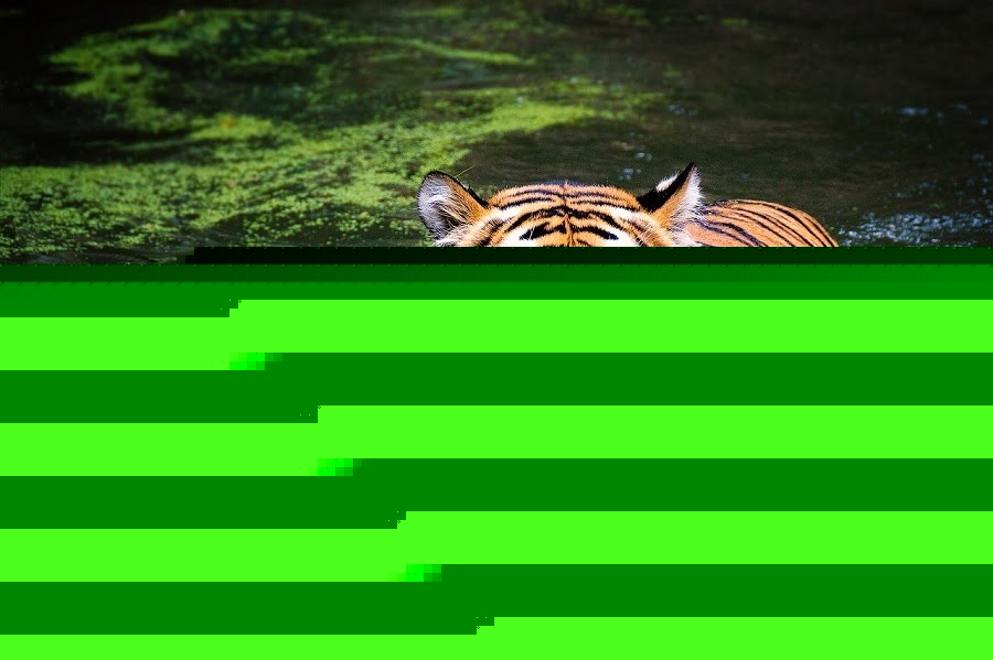 Immagine di una trigre in formato JPEG